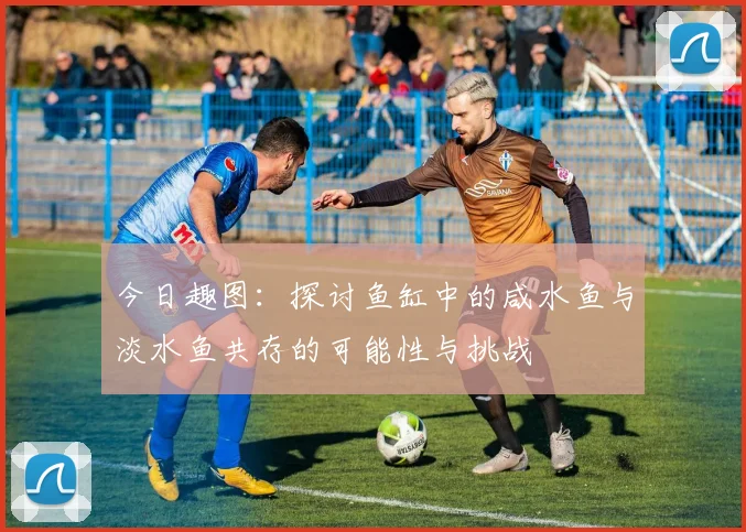 今日趣图：探讨鱼缸中的咸水鱼与淡水鱼共存的可能性与挑战